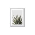 Picture of Cactus Succulent _GroupedProduct_Rectangle_Portrait_Photography _GroupedProduct_Rectangle_Portrait_Framed_Matted_