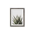 Picture of Cactus Succulent _GroupedProduct_Rectangle_Portrait_Photography _GroupedProduct_Rectangle_Portrait_Framed_Matted_
