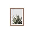Picture of Cactus Succulent _GroupedProduct_Rectangle_Portrait_Photography _GroupedProduct_Rectangle_Portrait_Framed_Matted_
