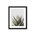 Picture of Cactus Succulent _GroupedProduct_Rectangle_Portrait_Photography _GroupedProduct_Rectangle_Portrait_Framed_Matted_