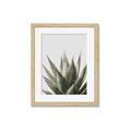Picture of Cactus Succulent _GroupedProduct_Rectangle_Portrait_Photography _GroupedProduct_Rectangle_Portrait_Framed_Matted_