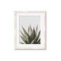 Picture of Cactus Succulent _GroupedProduct_Rectangle_Portrait_Photography _GroupedProduct_Rectangle_Portrait_Framed_Matted_