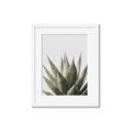 Picture of Cactus Succulent _GroupedProduct_Rectangle_Portrait_Photography _GroupedProduct_Rectangle_Portrait_Framed_Matted_