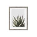 Picture of Cactus Succulent _GroupedProduct_Rectangle_Portrait_Photography _GroupedProduct_Rectangle_Portrait_Framed_Matted_