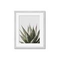 Picture of Cactus Succulent _GroupedProduct_Rectangle_Portrait_Photography _GroupedProduct_Rectangle_Portrait_Framed_Matted_
