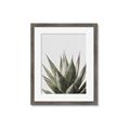 Picture of Cactus Succulent _GroupedProduct_Rectangle_Portrait_Photography _GroupedProduct_Rectangle_Portrait_Framed_Matted_