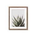 Picture of Cactus Succulent _GroupedProduct_Rectangle_Portrait_Photography _GroupedProduct_Rectangle_Portrait_Framed_Matted_
