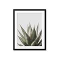 Picture of Cactus Succulent _GroupedProduct_Rectangle_Portrait_Photography _GroupedProduct_Rectangle_Portrait_Framed_Matted_