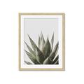 Picture of Cactus Succulent _GroupedProduct_Rectangle_Portrait_Photography _GroupedProduct_Rectangle_Portrait_Framed_Matted_