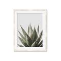 Picture of Cactus Succulent _GroupedProduct_Rectangle_Portrait_Photography _GroupedProduct_Rectangle_Portrait_Framed_Matted_