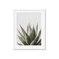 Picture of Cactus Succulent _GroupedProduct_Rectangle_Portrait_Photography _GroupedProduct_Rectangle_Portrait_Framed_Matted_