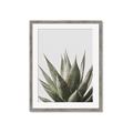 Picture of Cactus Succulent _GroupedProduct_Rectangle_Portrait_Photography _GroupedProduct_Rectangle_Portrait_Framed_Matted_