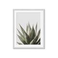 Picture of Cactus Succulent _GroupedProduct_Rectangle_Portrait_Photography _GroupedProduct_Rectangle_Portrait_Framed_Matted_