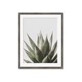 Picture of Cactus Succulent _GroupedProduct_Rectangle_Portrait_Photography _GroupedProduct_Rectangle_Portrait_Framed_Matted_