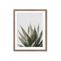 Picture of Cactus Succulent _GroupedProduct_Rectangle_Portrait_Photography _GroupedProduct_Rectangle_Portrait_Framed_Matted_