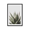 Picture of Cactus Succulent _GroupedProduct_Rectangle_Portrait_Photography _GroupedProduct_Rectangle_Portrait_Framed_Matted_