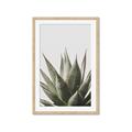 Picture of Cactus Succulent _GroupedProduct_Rectangle_Portrait_Photography _GroupedProduct_Rectangle_Portrait_Framed_Matted_