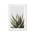 Picture of Cactus Succulent _GroupedProduct_Rectangle_Portrait_Photography _GroupedProduct_Rectangle_Portrait_Framed_Matted_