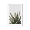 Picture of Cactus Succulent _GroupedProduct_Rectangle_Portrait_Photography _GroupedProduct_Rectangle_Portrait_Framed_Matted_