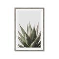 Picture of Cactus Succulent _GroupedProduct_Rectangle_Portrait_Photography _GroupedProduct_Rectangle_Portrait_Framed_Matted_