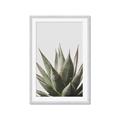 Picture of Cactus Succulent _GroupedProduct_Rectangle_Portrait_Photography _GroupedProduct_Rectangle_Portrait_Framed_Matted_