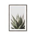 Picture of Cactus Succulent _GroupedProduct_Rectangle_Portrait_Photography _GroupedProduct_Rectangle_Portrait_Framed_Matted_