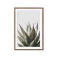Picture of Cactus Succulent _GroupedProduct_Rectangle_Portrait_Photography _GroupedProduct_Rectangle_Portrait_Framed_Matted_