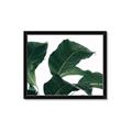 Picture of Plant Bliss _GroupedProduct_Rectangle_Landscape_Photography _GroupedProduct_Rectangle_Landscape_Framed_Matted_