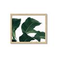 Picture of Plant Bliss _GroupedProduct_Rectangle_Landscape_Photography _GroupedProduct_Rectangle_Landscape_Framed_Matted_