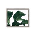 Picture of Plant Bliss _GroupedProduct_Rectangle_Landscape_Photography _GroupedProduct_Rectangle_Landscape_Framed_Matted_