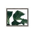Picture of Plant Bliss _GroupedProduct_Rectangle_Landscape_Photography _GroupedProduct_Rectangle_Landscape_Framed_Matted_
