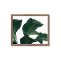 Picture of Plant Bliss _GroupedProduct_Rectangle_Landscape_Photography _GroupedProduct_Rectangle_Landscape_Framed_Matted_