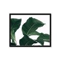 Picture of Plant Bliss _GroupedProduct_Rectangle_Landscape_Photography _GroupedProduct_Rectangle_Landscape_Framed_Matted_