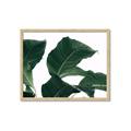 Picture of Plant Bliss _GroupedProduct_Rectangle_Landscape_Photography _GroupedProduct_Rectangle_Landscape_Framed_Matted_
