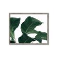 Picture of Plant Bliss _GroupedProduct_Rectangle_Landscape_Photography _GroupedProduct_Rectangle_Landscape_Framed_Matted_