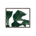 Picture of Plant Bliss _GroupedProduct_Rectangle_Landscape_Photography _GroupedProduct_Rectangle_Landscape_Framed_Matted_