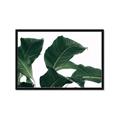 Picture of Plant Bliss _GroupedProduct_Rectangle_Landscape_Photography _GroupedProduct_Rectangle_Landscape_Framed_Matted_