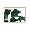 Picture of Plant Bliss _GroupedProduct_Rectangle_Landscape_Photography _GroupedProduct_Rectangle_Landscape_Framed_Matted_