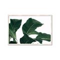 Picture of Plant Bliss _GroupedProduct_Rectangle_Landscape_Photography _GroupedProduct_Rectangle_Landscape_Framed_Matted_