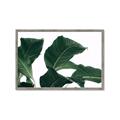 Picture of Plant Bliss _GroupedProduct_Rectangle_Landscape_Photography _GroupedProduct_Rectangle_Landscape_Framed_Matted_