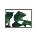 Picture of Plant Bliss _GroupedProduct_Rectangle_Landscape_Photography _GroupedProduct_Rectangle_Landscape_Framed_Matted_
