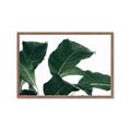 Picture of Plant Bliss _GroupedProduct_Rectangle_Landscape_Photography _GroupedProduct_Rectangle_Landscape_Framed_Matted_