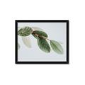 Picture of Spring Dew Leaves _GroupedProduct_Rectangle_Landscape_Photography _GroupedProduct_Rectangle_Landscape_Framed_Matted_