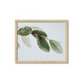 Picture of Spring Dew Leaves _GroupedProduct_Rectangle_Landscape_Photography _GroupedProduct_Rectangle_Landscape_Framed_Matted_