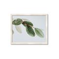 Picture of Spring Dew Leaves _GroupedProduct_Rectangle_Landscape_Photography _GroupedProduct_Rectangle_Landscape_Framed_Matted_