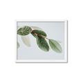 Picture of Spring Dew Leaves _GroupedProduct_Rectangle_Landscape_Photography _GroupedProduct_Rectangle_Landscape_Framed_Matted_