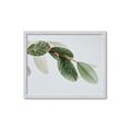 Picture of Spring Dew Leaves _GroupedProduct_Rectangle_Landscape_Photography _GroupedProduct_Rectangle_Landscape_Framed_Matted_