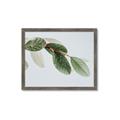 Picture of Spring Dew Leaves _GroupedProduct_Rectangle_Landscape_Photography _GroupedProduct_Rectangle_Landscape_Framed_Matted_