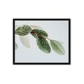 Picture of Spring Dew Leaves _GroupedProduct_Rectangle_Landscape_Photography _GroupedProduct_Rectangle_Landscape_Framed_Matted_