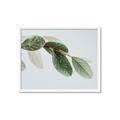 Picture of Spring Dew Leaves _GroupedProduct_Rectangle_Landscape_Photography _GroupedProduct_Rectangle_Landscape_Framed_Matted_